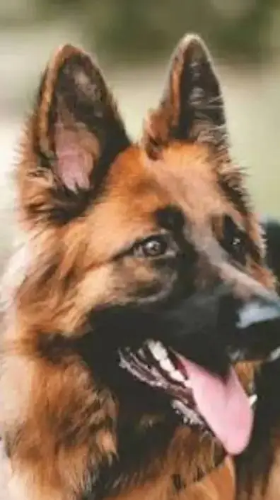 ai character: dog background