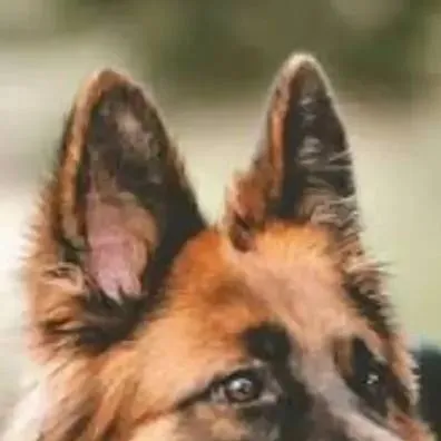 chat with ai character: dog
