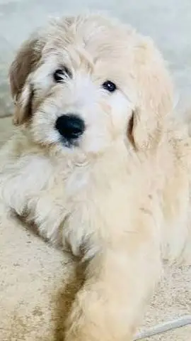 ai character: dogs  background