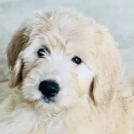 chat with ai character: dogs 
