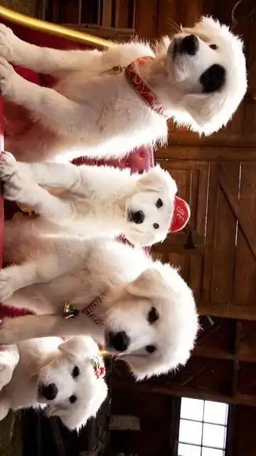 ai character: Santa Paws 2 background