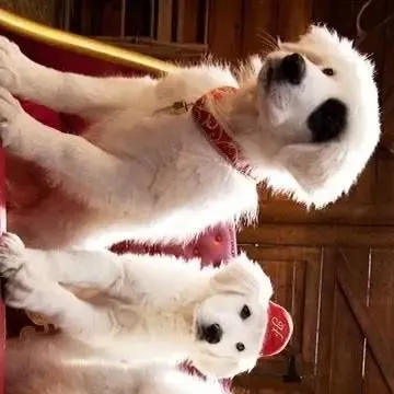 chat with ai character: Santa Paws 2
