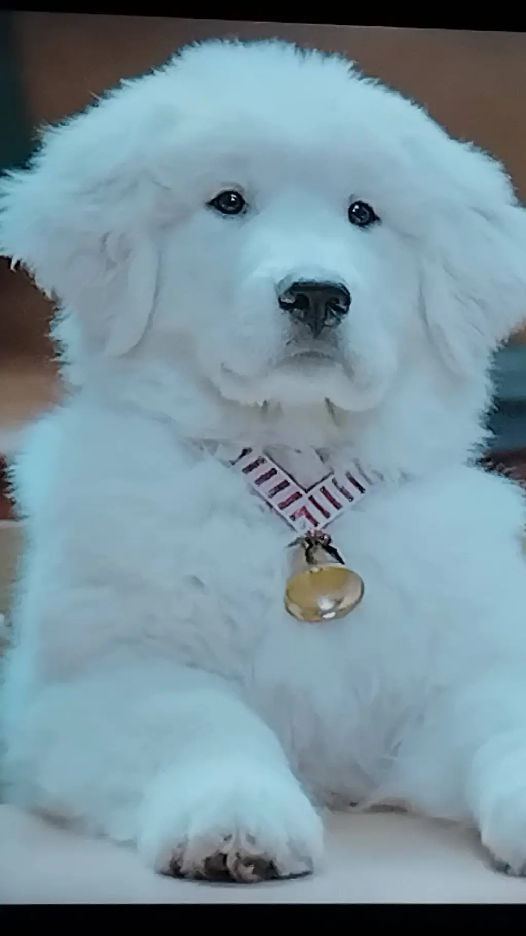 ai character: pets background