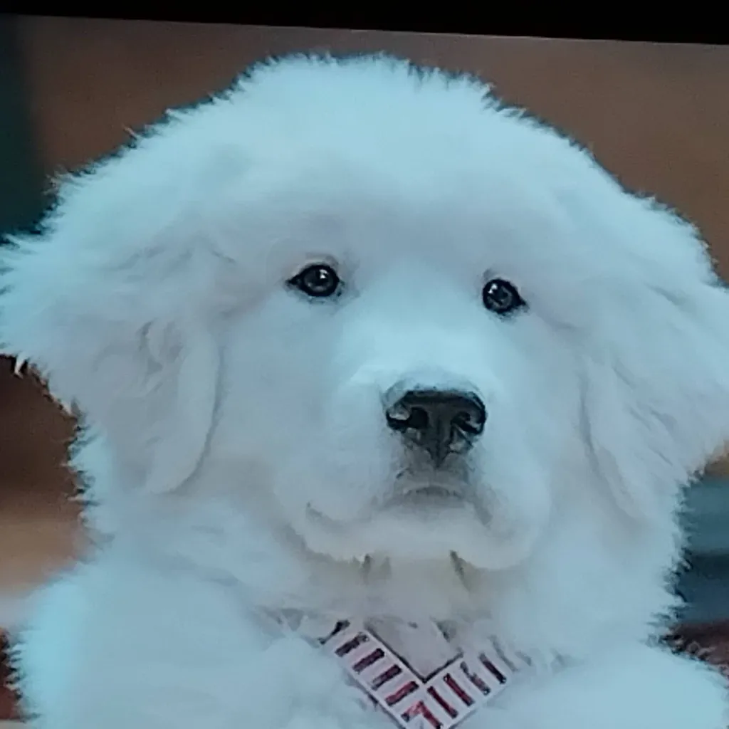 chat with ai character: pets