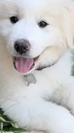 ai character: Santa pups background