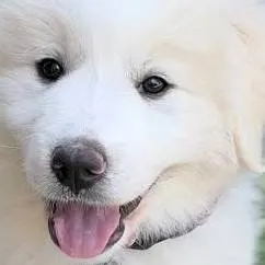 chat with ai character: Santa pups