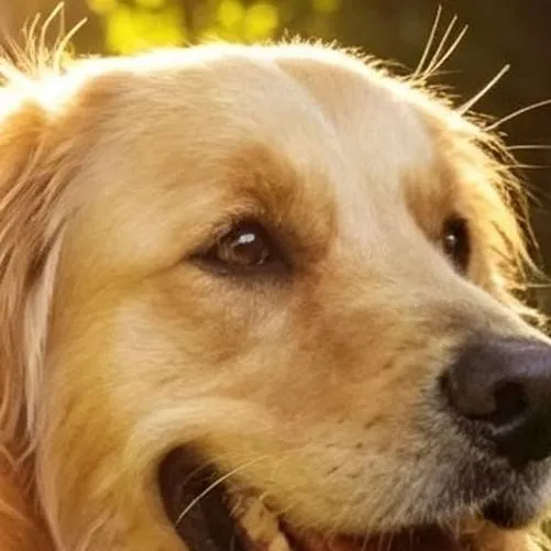 chat with ai character: sad dog