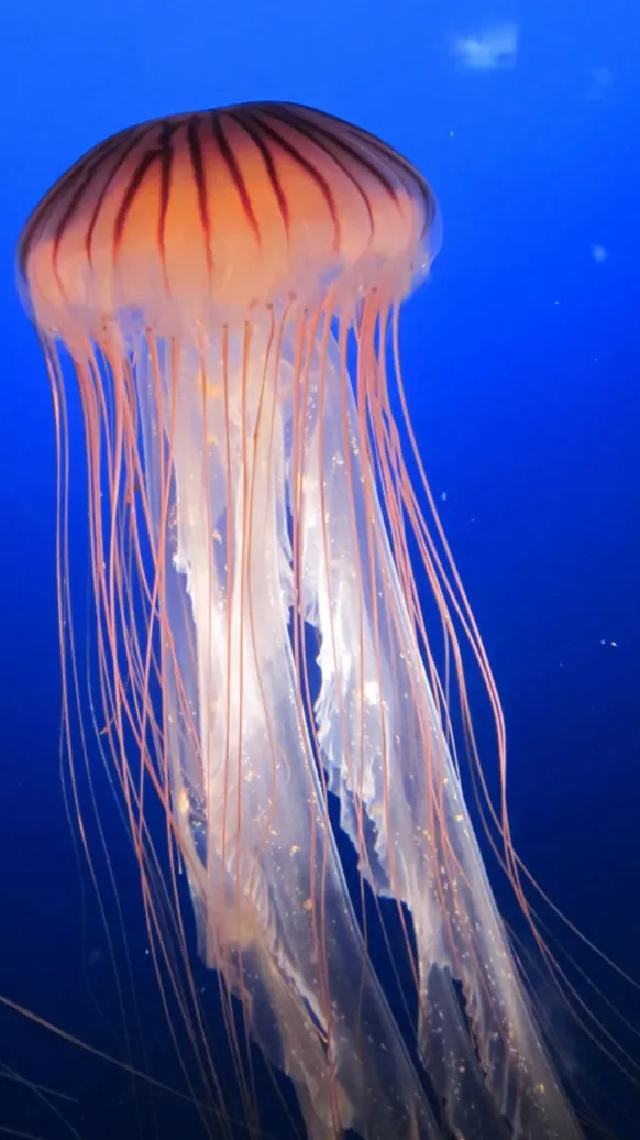 ai character: unknown jellyfish? background