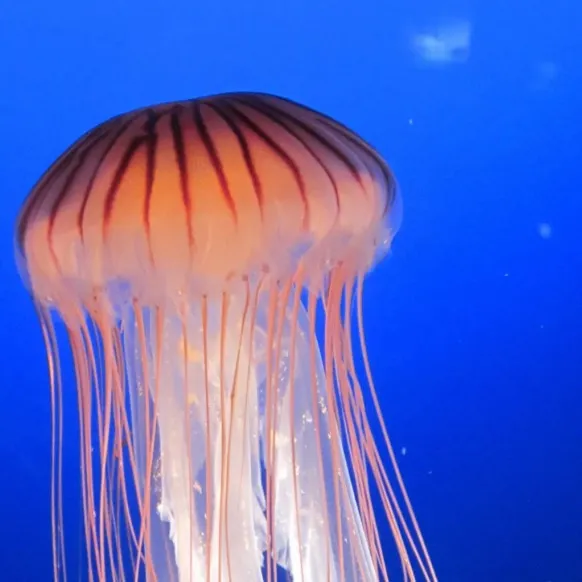 chat with ai character: unknown jellyfish?