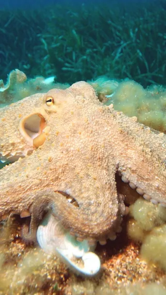 ai character: Octopus background