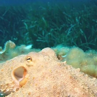 chat with ai character: Octopus