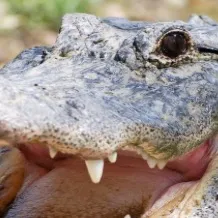 chat with ai character: Alligator