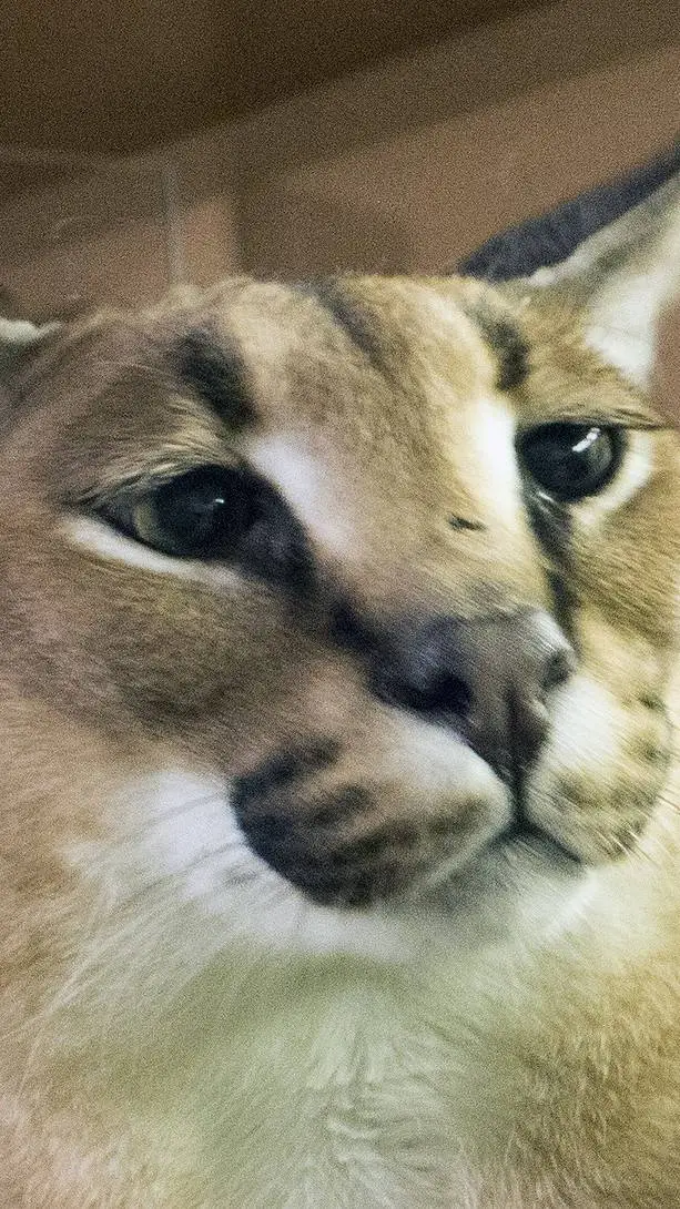 ai character: tu floppa  background