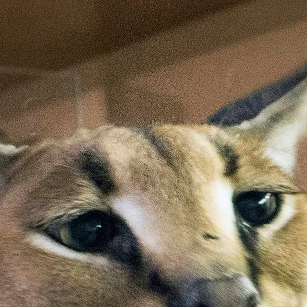 chat with ai character: tu floppa 