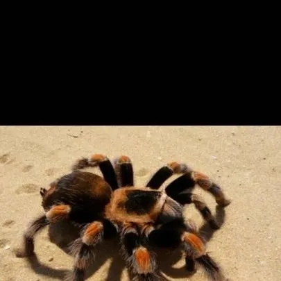 chat with ai character: mama araña 