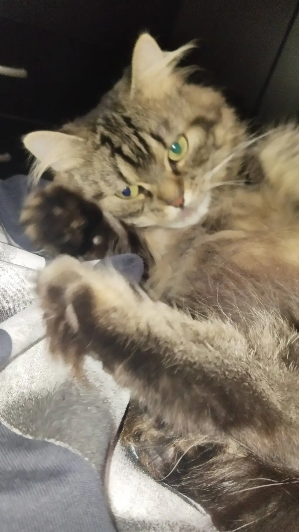 ai character: Cat background