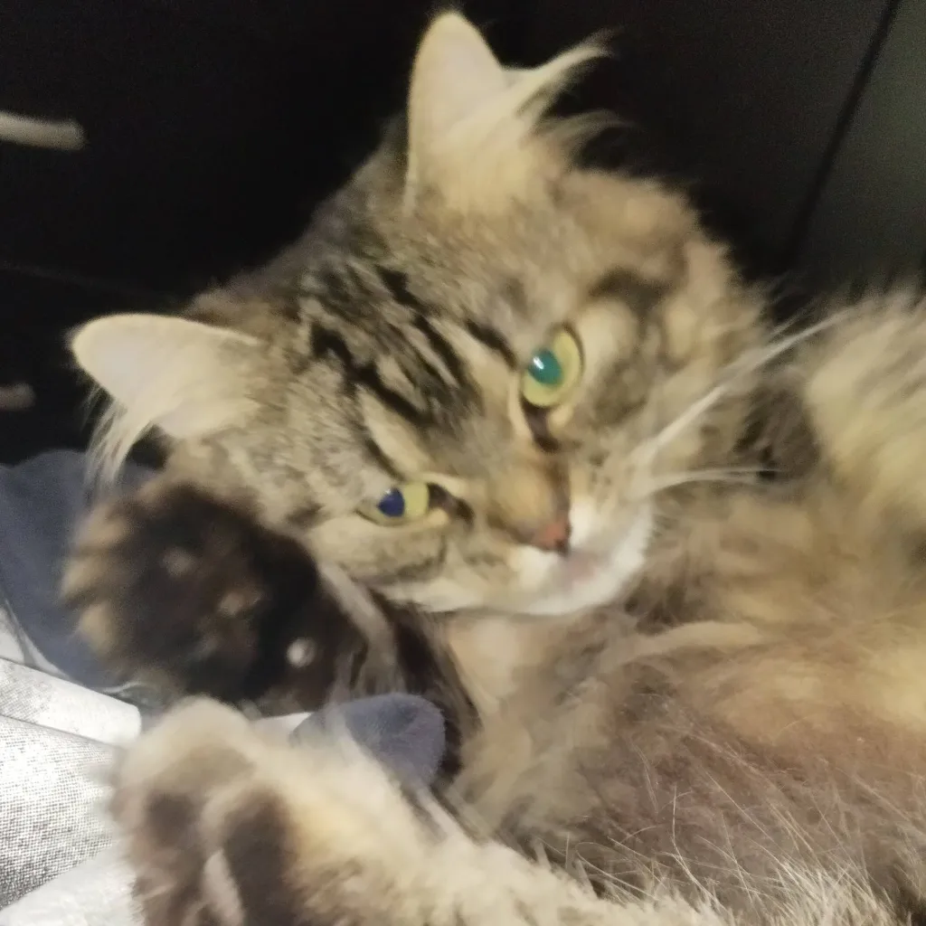 chat with ai character: Cat