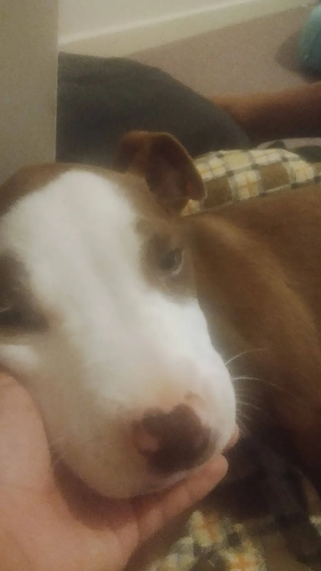 ai character: your pup  background