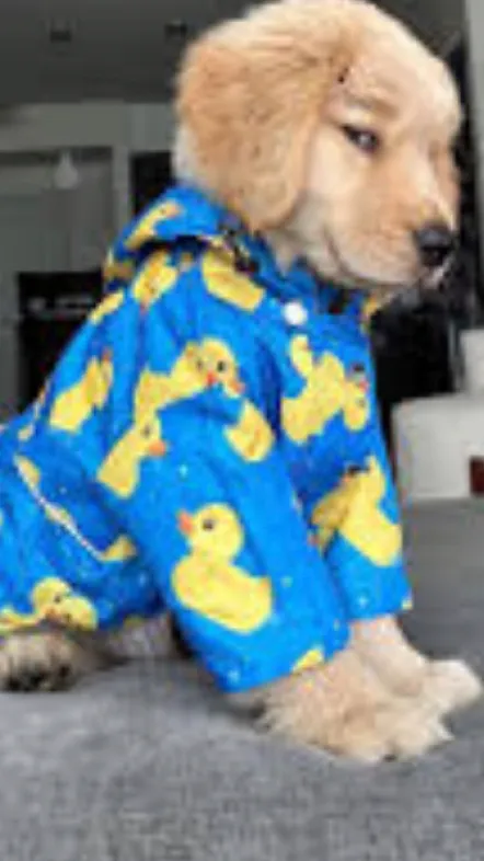 ai character: Jjk PICK ME background
