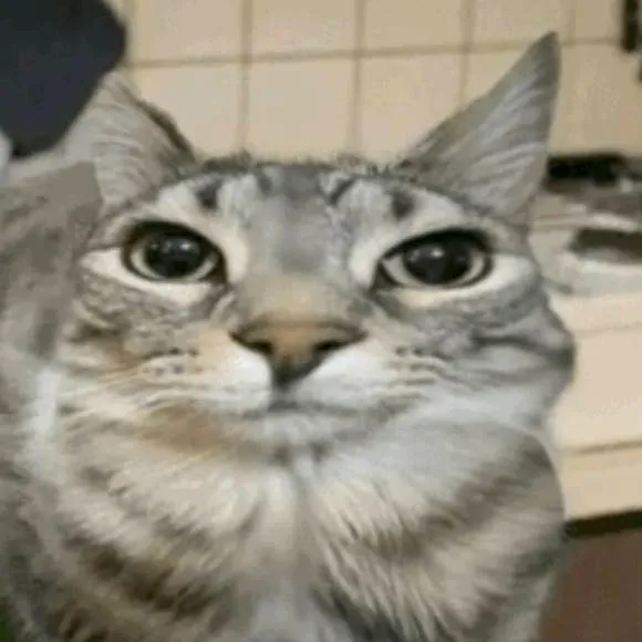 chat with ai character: Cato_Sandia_XD 