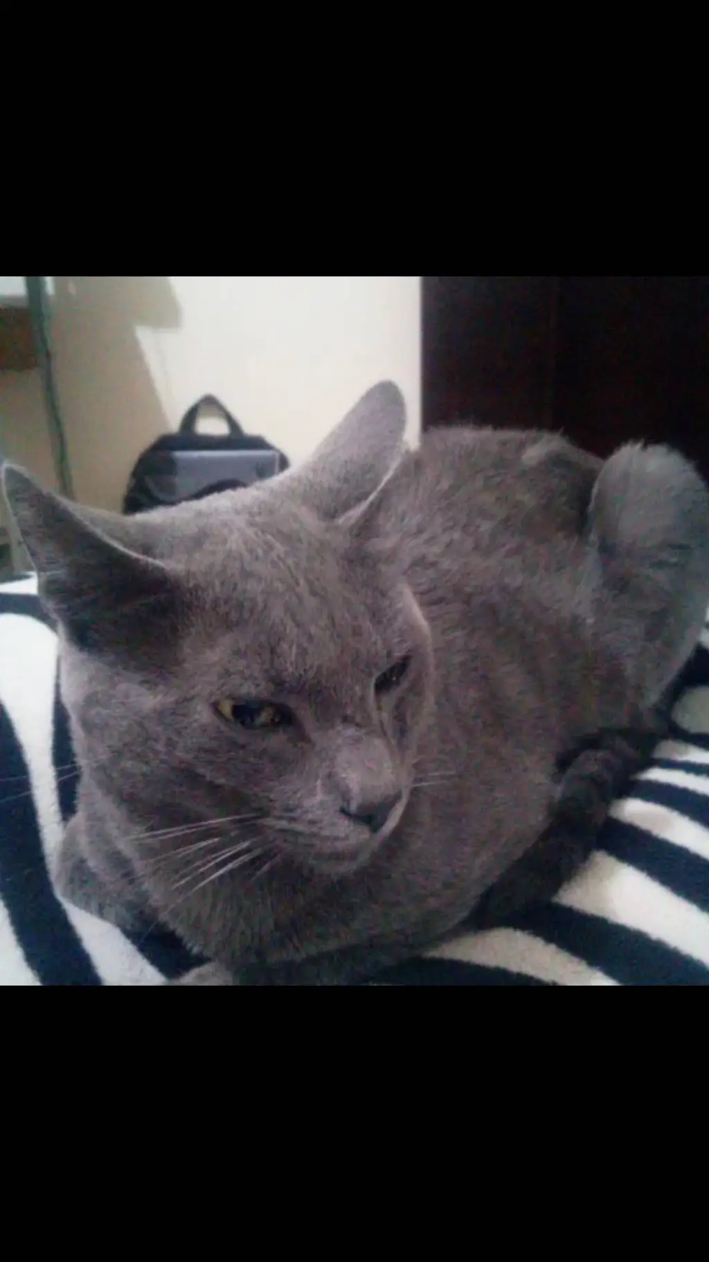 ai character: Rafael gatohabla background