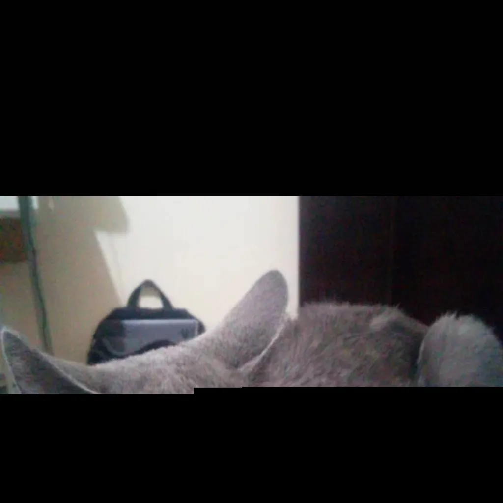 chat with ai character: Rafael gatohabla