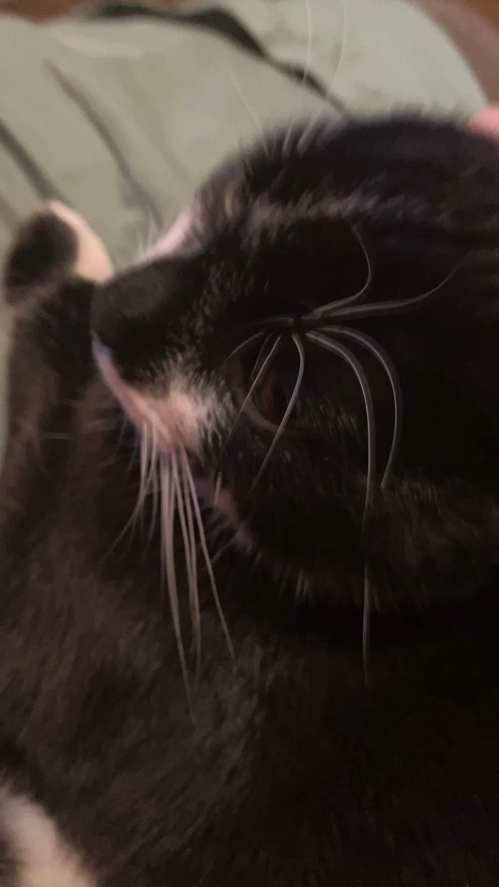 ai character: Bad cat background