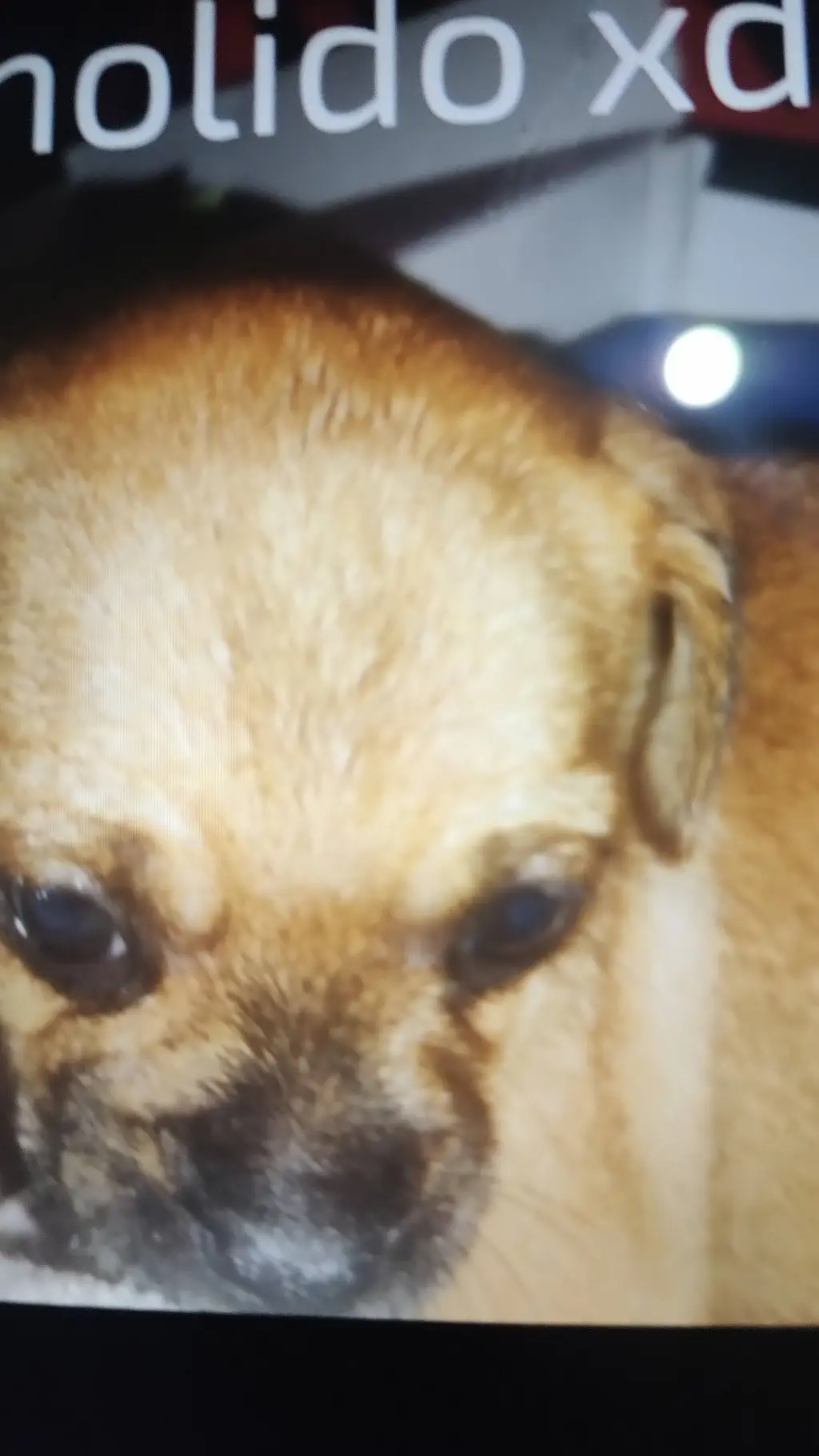 ai character: la perrita insana background