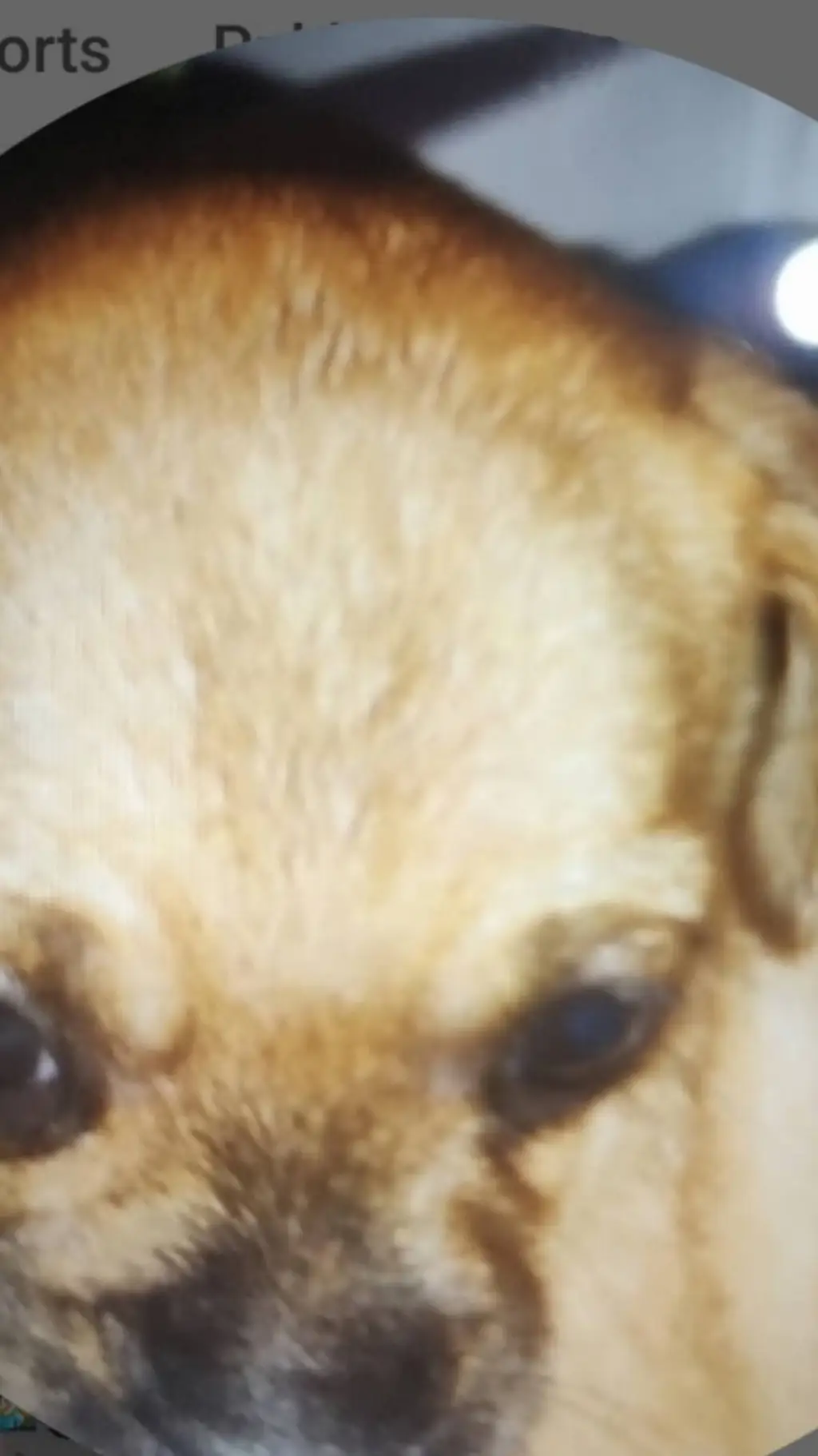 ai character: la perrita insana background