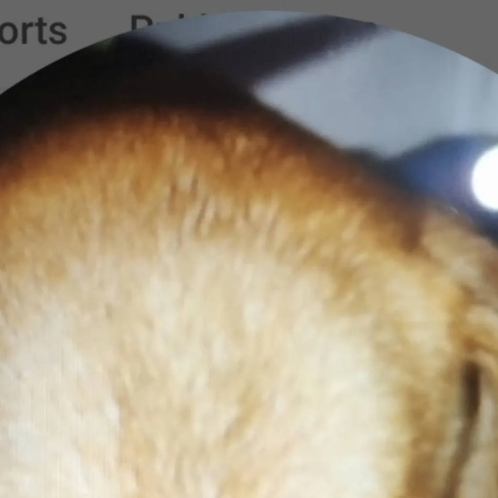 chat with ai character: la perrita insana