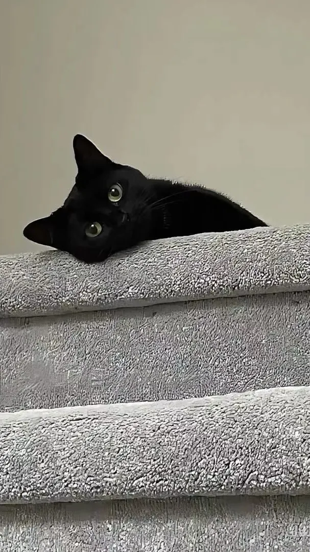 ai character: Ridgewood Middle background