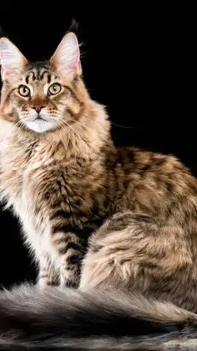 ai character: Alex!~ background