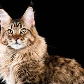 chat with ai character: Alex!~