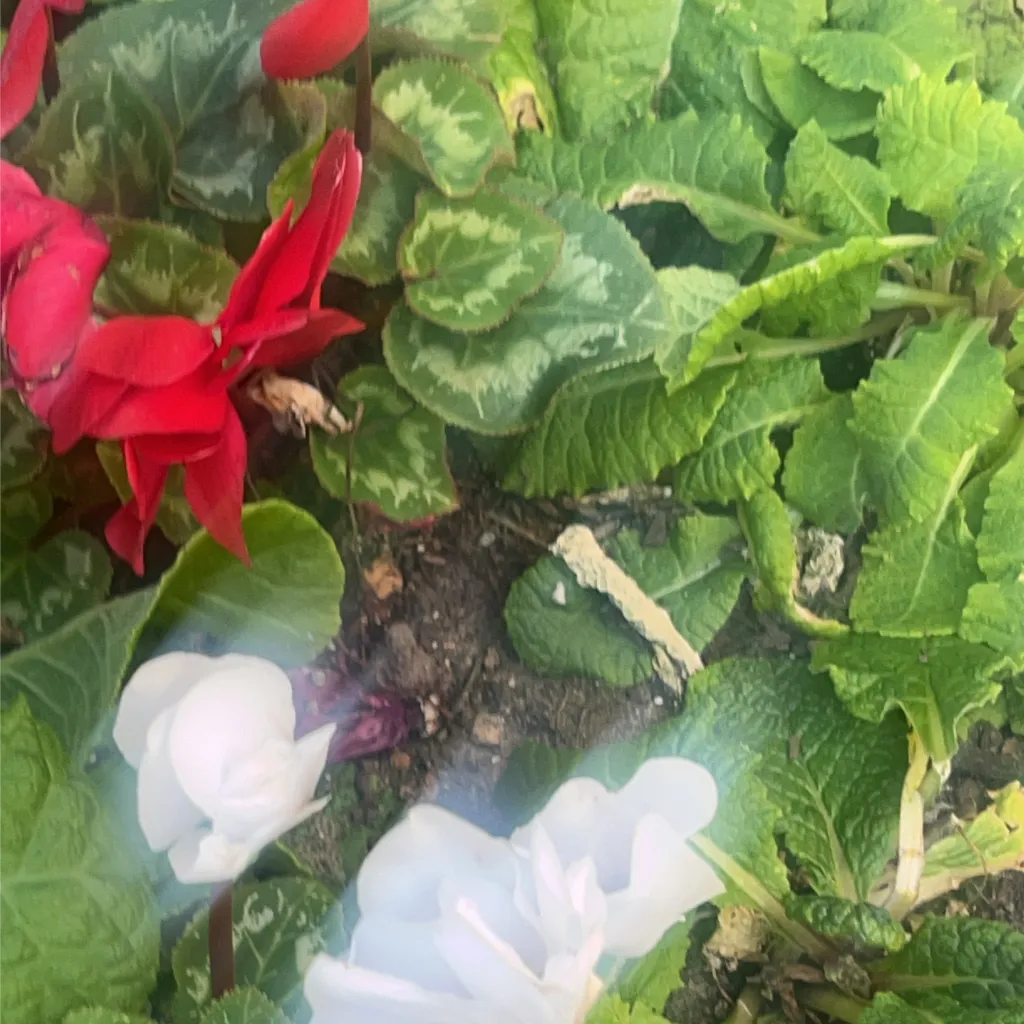 chat with ai character: 🌸TwilightShy📕 