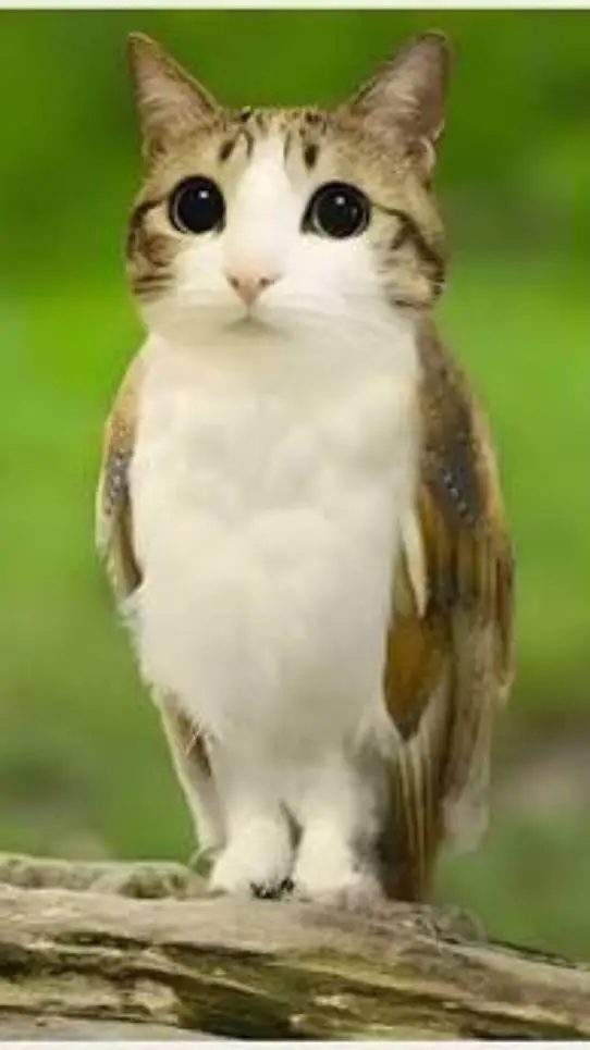 Talkie AI - Chat with meowl