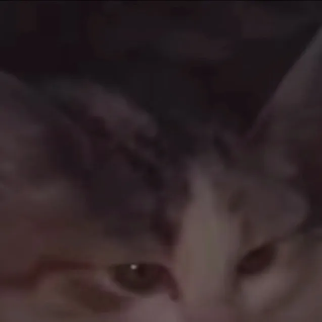 chat with ai character: cat…