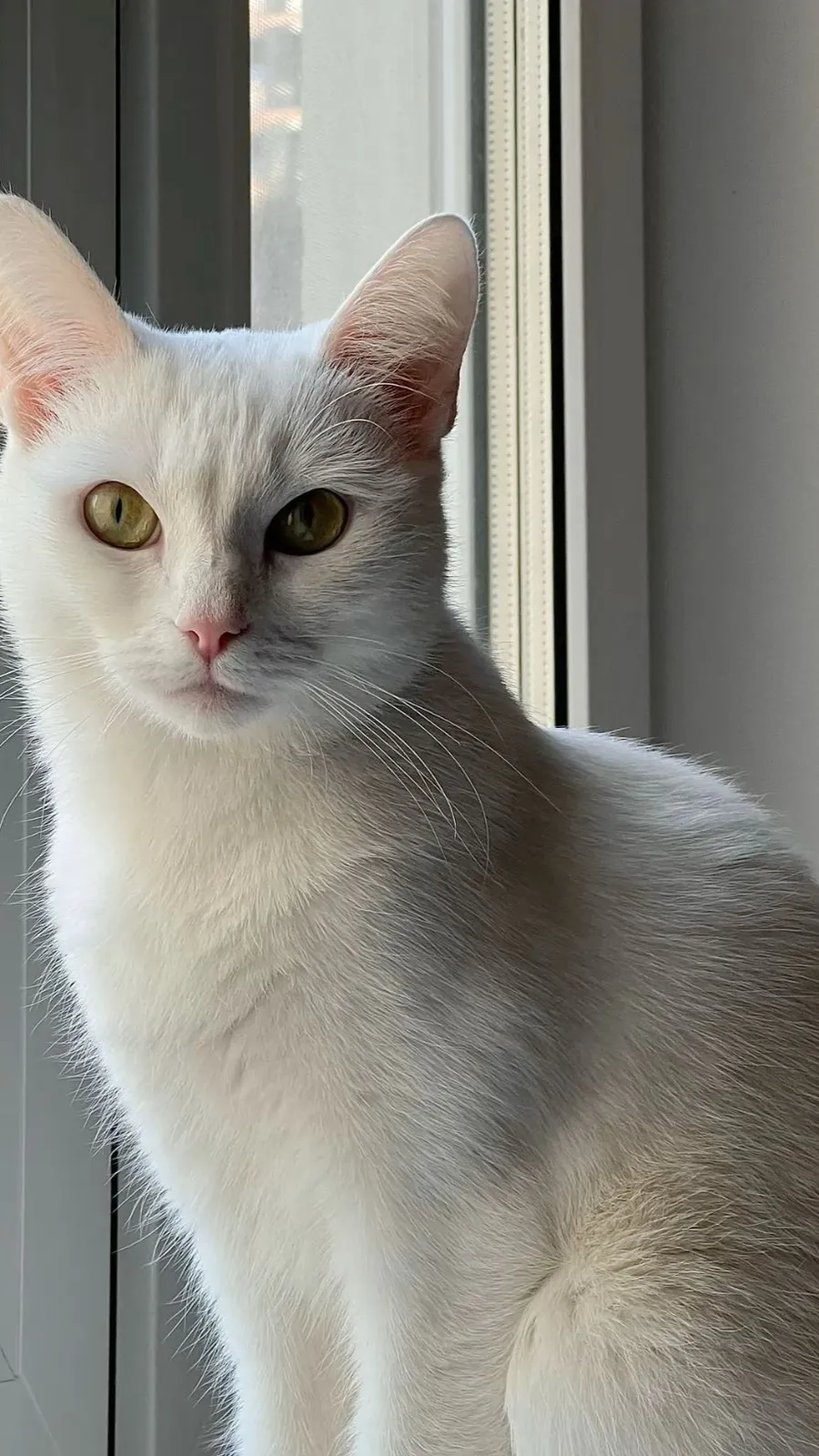 ai character: Cat background