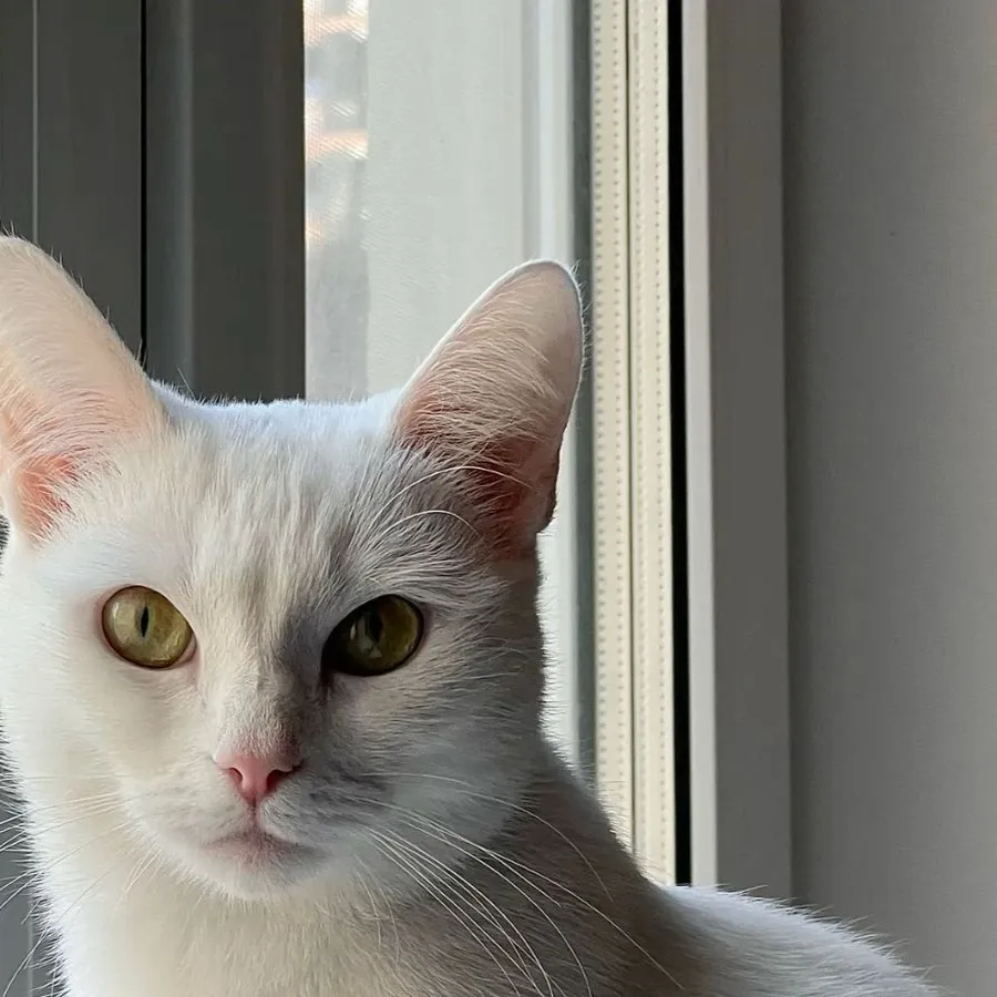 chat with ai character: Cat