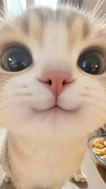 ai character: котик :) background