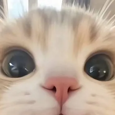 chat with ai character: котик :)