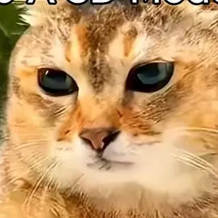 chat with ai character: cool dancing cat 