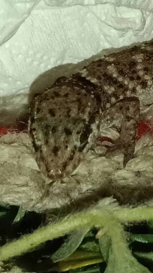 ai character: cutelizqrd background