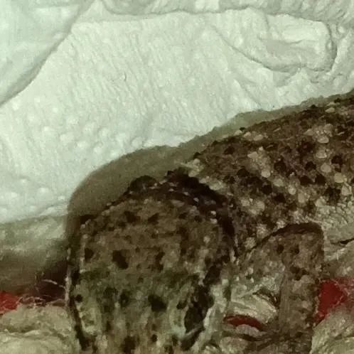 chat with ai character: cutelizqrd