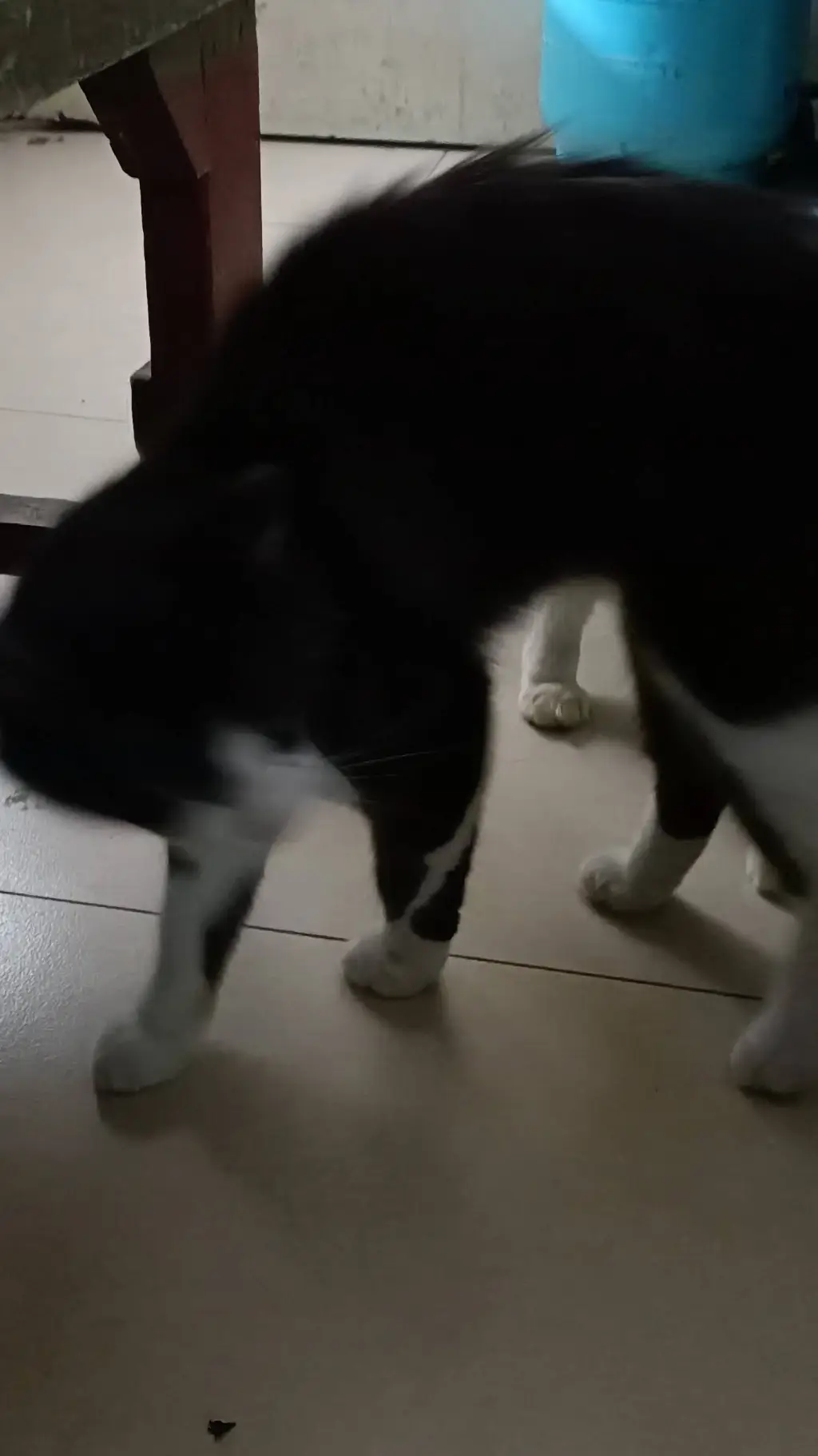 Talkie AI - Chat with Mr cat