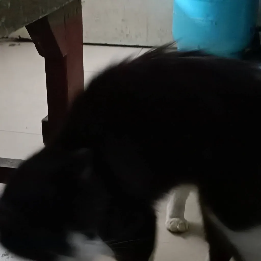 chat with ai character: Mr cat