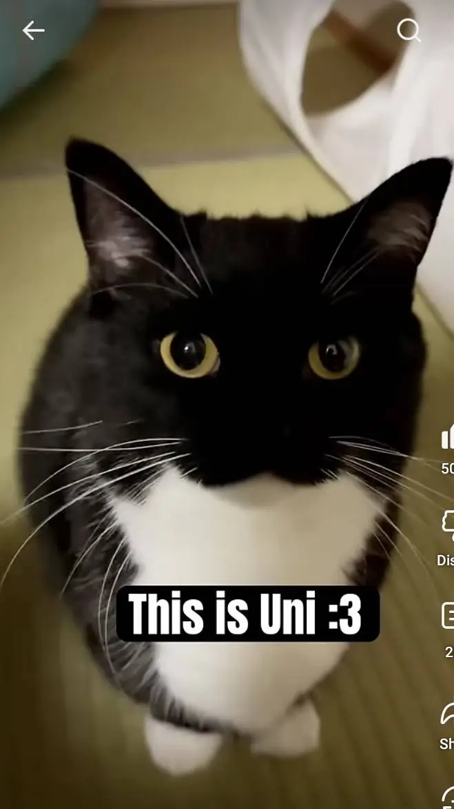 ai character: Uni The Cat! :3 background