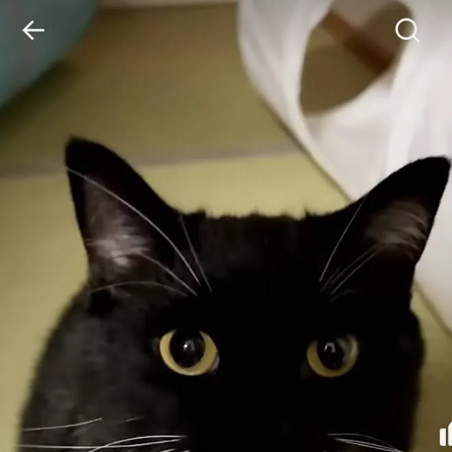 chat with ai character: Uni The Cat! :3