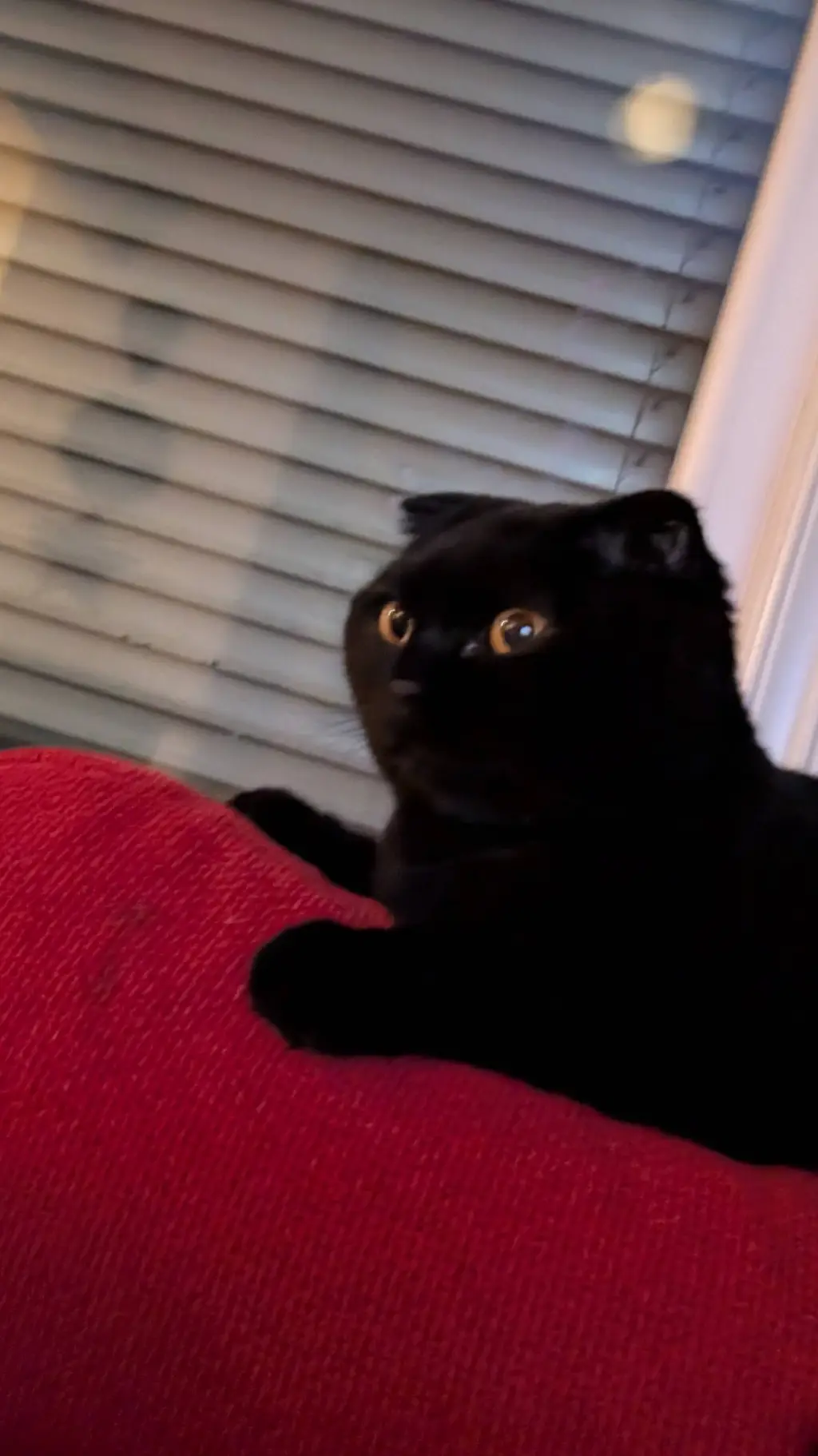 ai character: Edgar cat background