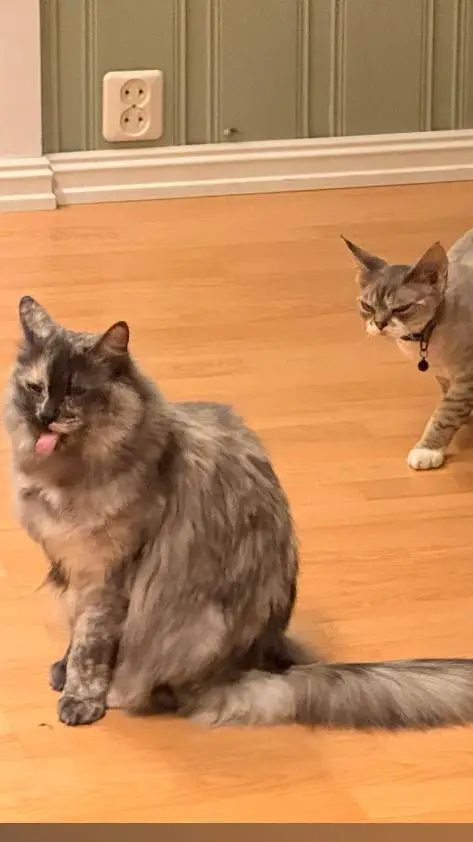 ai character: sneaky cat background