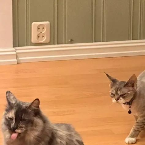 chat with ai character: sneaky cat